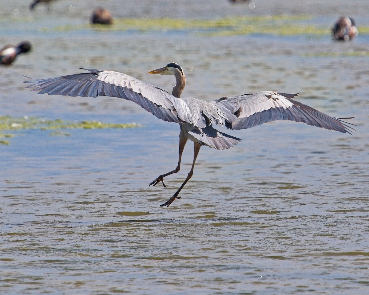 Great Blue Heron - ML620693101