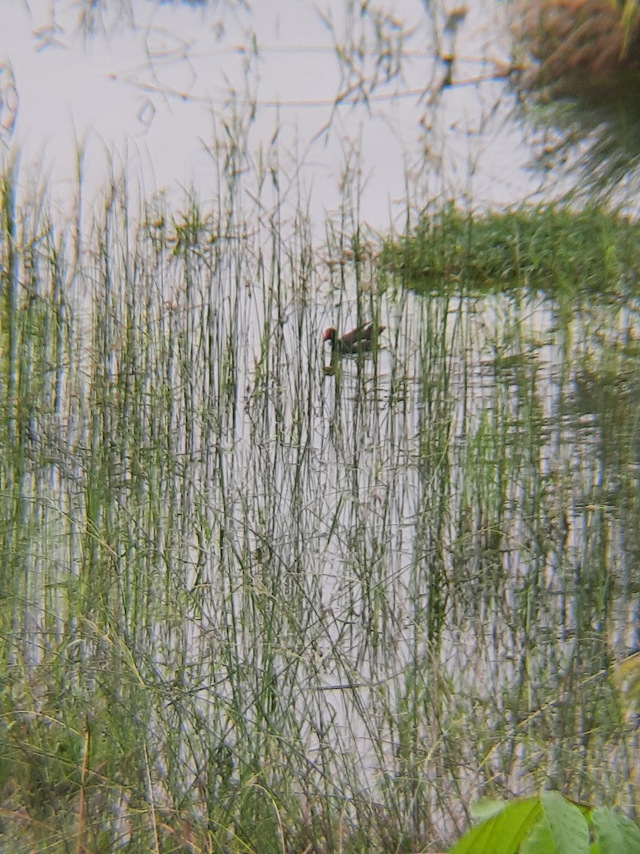 Eurasian Moorhen - ML620693102