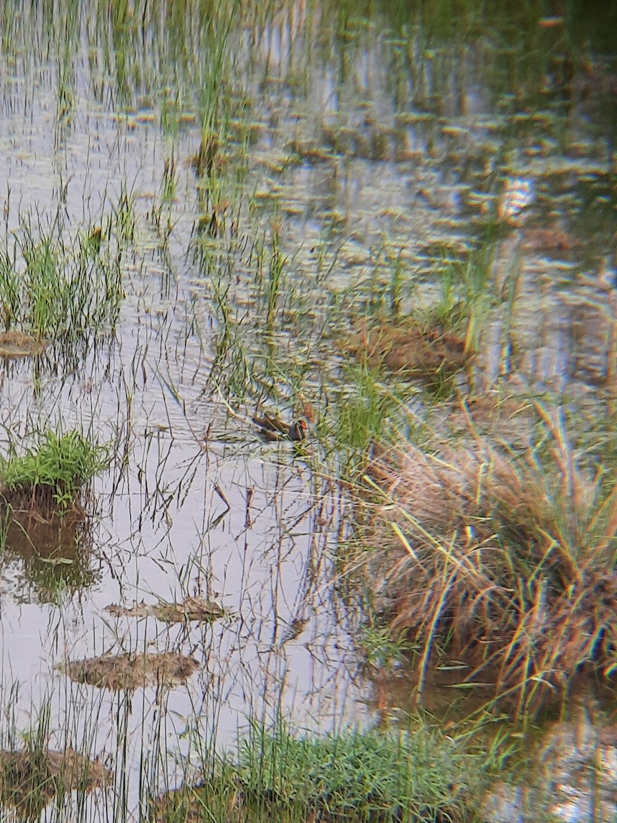 Eurasian Moorhen - ML620693103