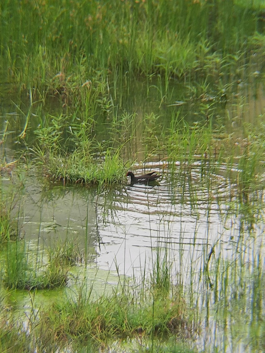 Eurasian Moorhen - ML620693104