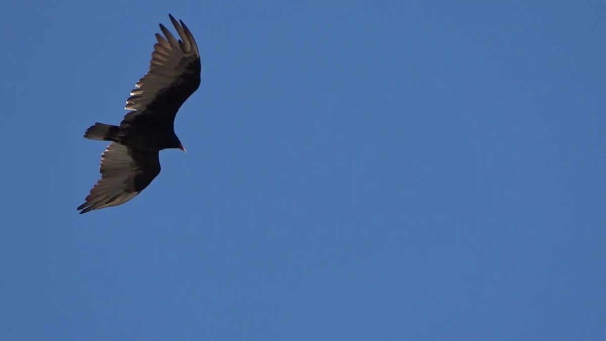 Turkey Vulture - ML620693107