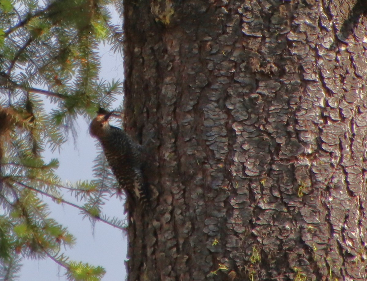 Williamson's Sapsucker - ML620693109