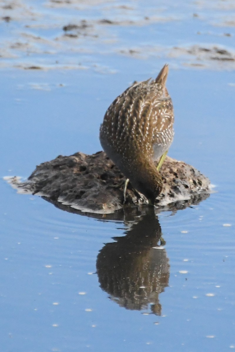 Australian Crake - Michael Louey