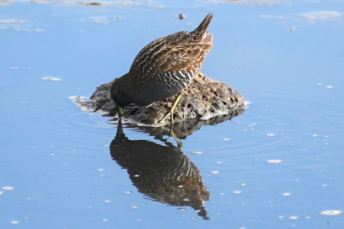 Australian Crake - ML620693116