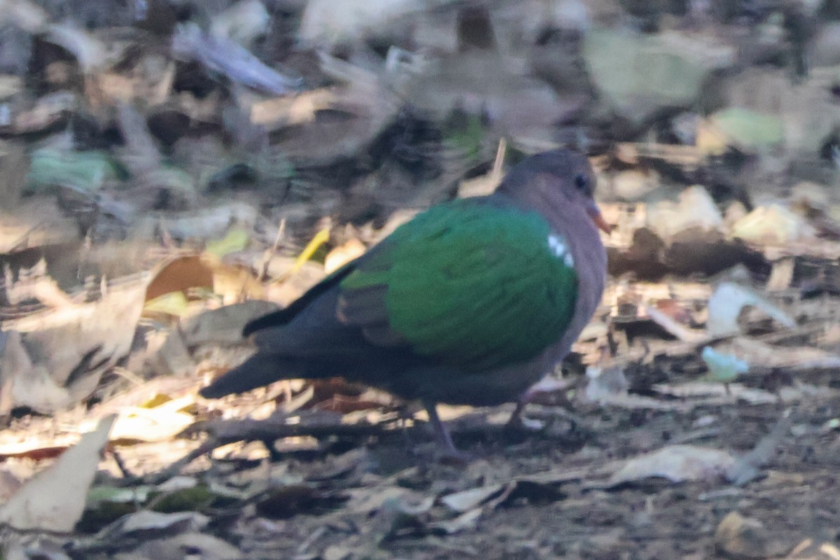 holub hnědohlavý - ML620693117