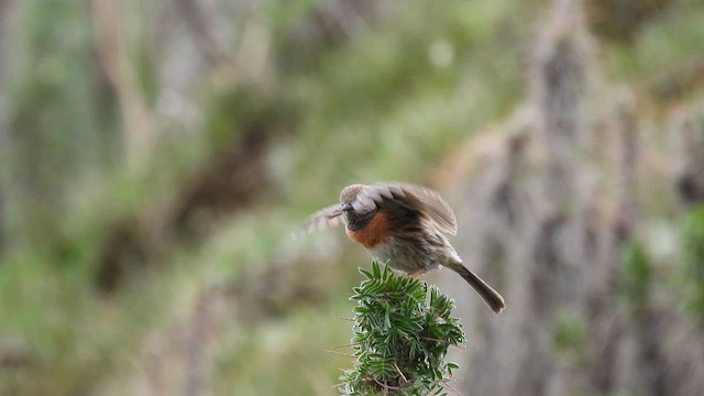 Robin Accentor - ML620693118