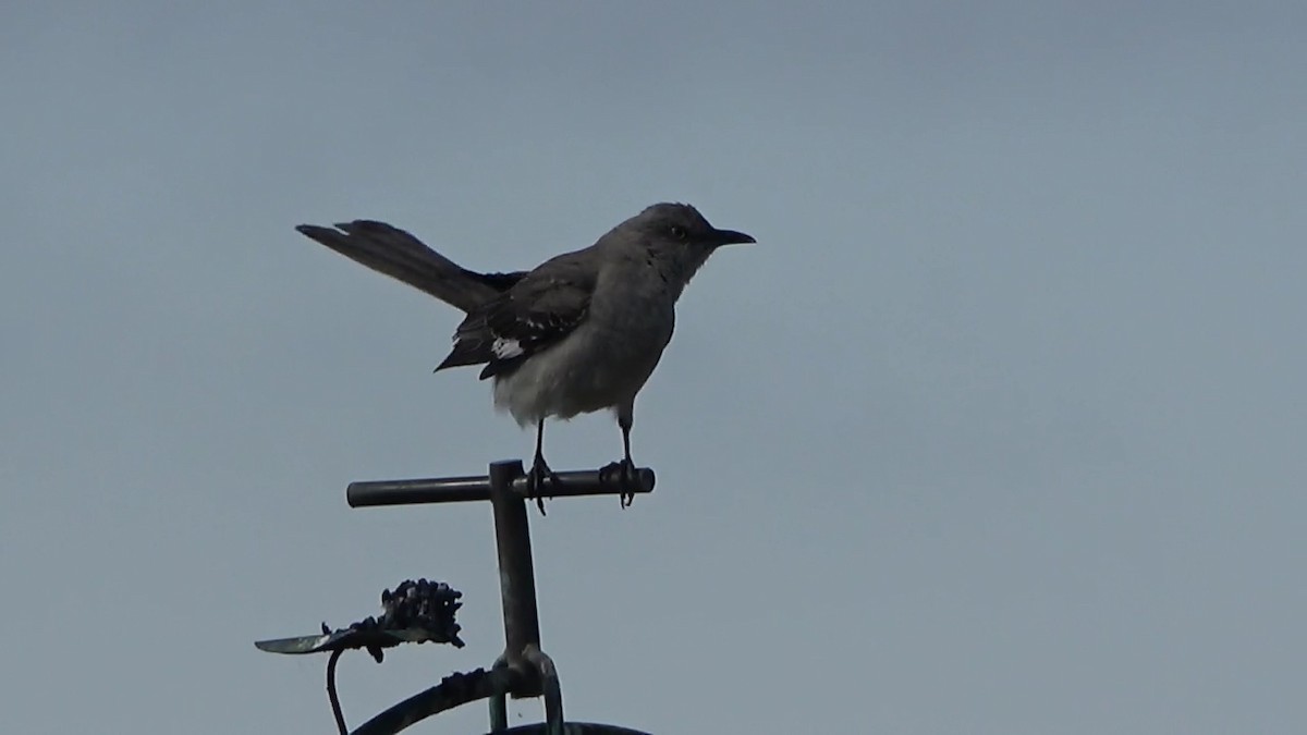 Northern Mockingbird - ML620693120