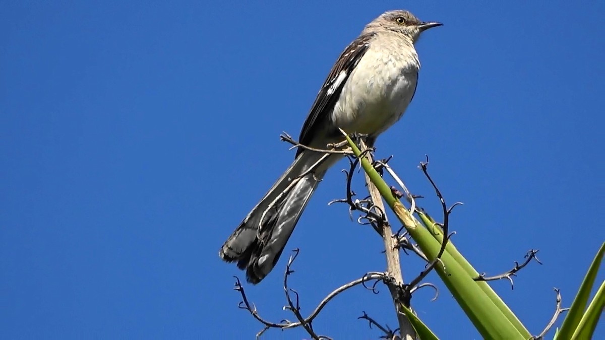 Northern Mockingbird - ML620693121