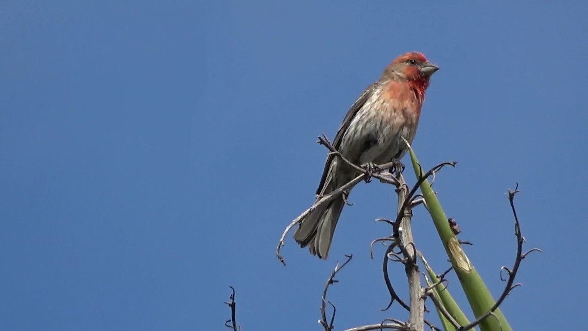 House Finch - Bruce Schine