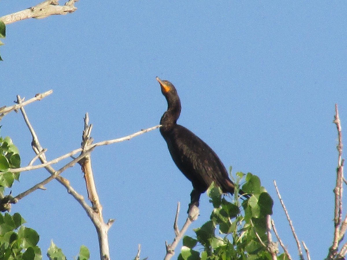 Cormoran à aigrettes - ML620693127