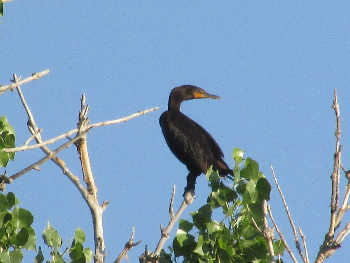 Cormoran à aigrettes - ML620693128