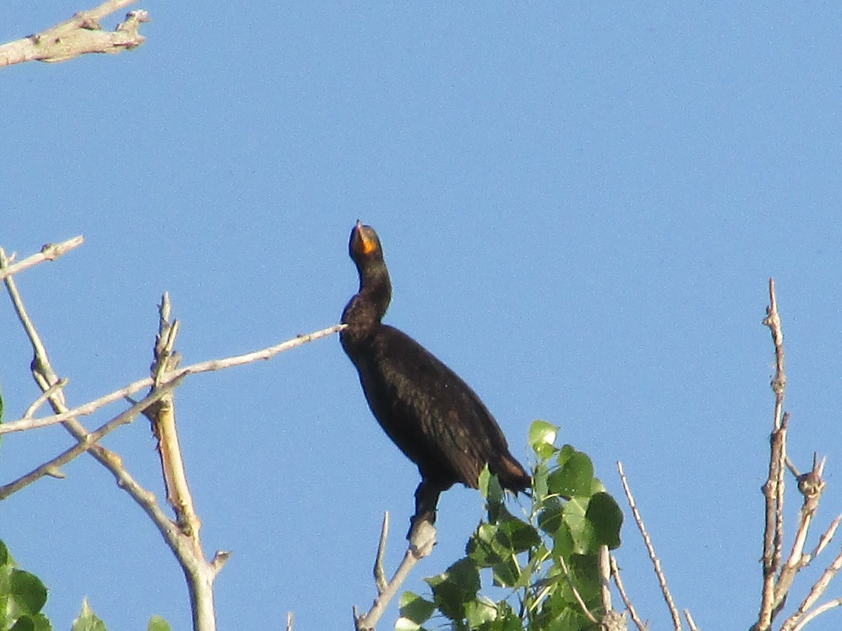 Cormoran à aigrettes - ML620693129