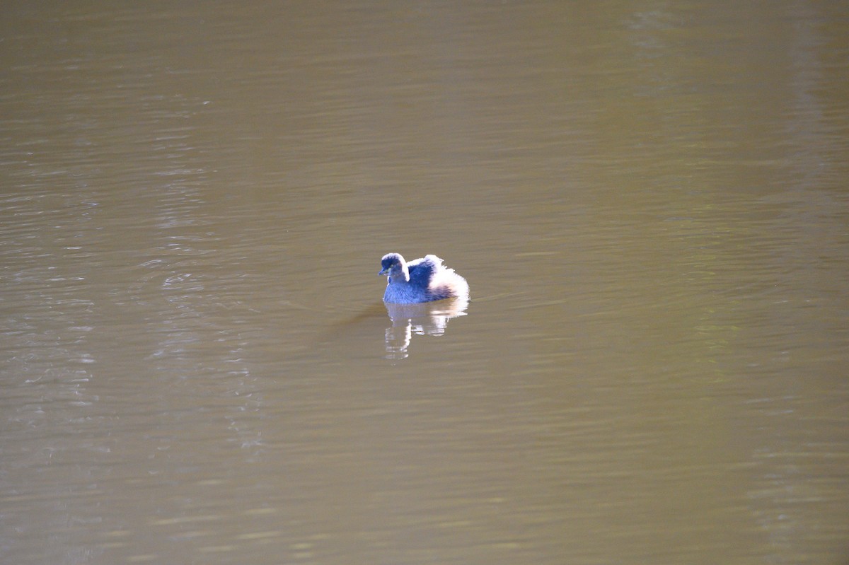 Australasian Grebe - ML620693140