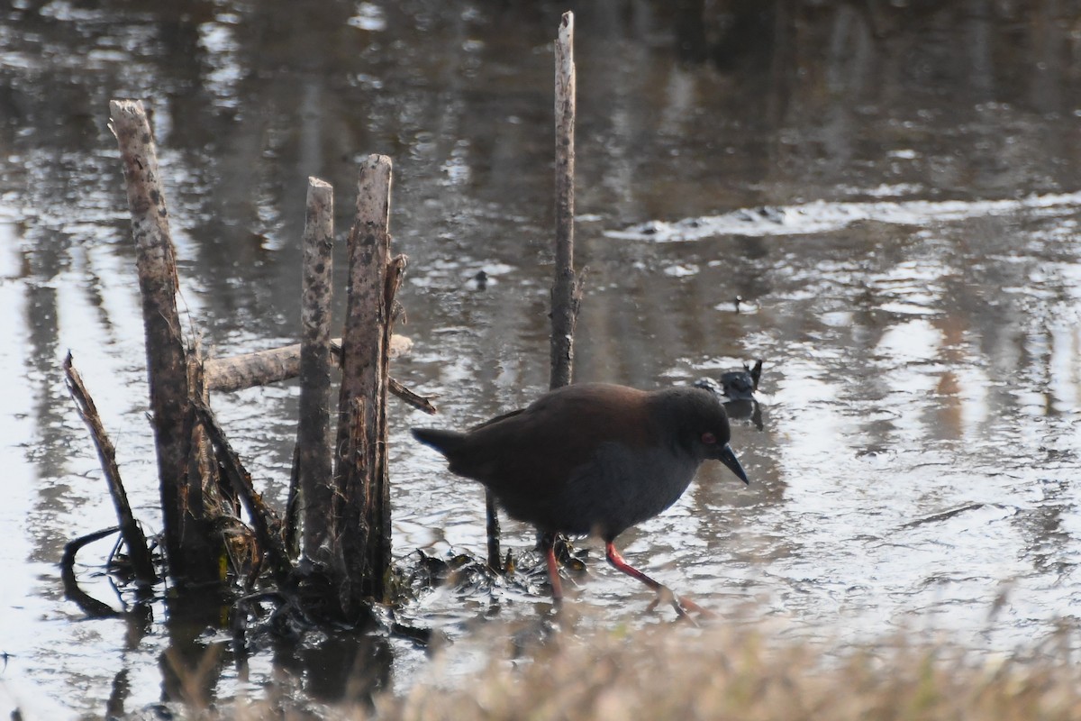 Südsee-Sumpfhuhn - ML620693144