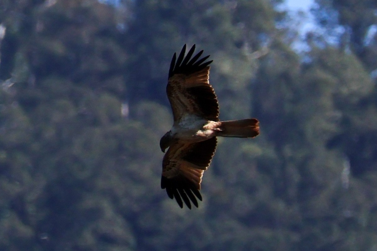 Whistling Kite - ML620693145