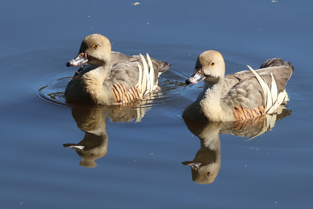 Plumed Whistling-Duck - ML620693154