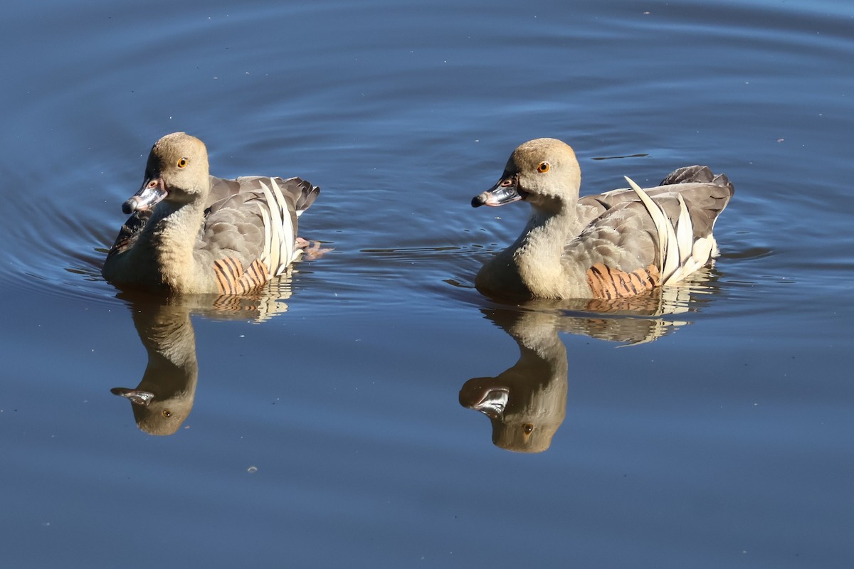 Plumed Whistling-Duck - ML620693157