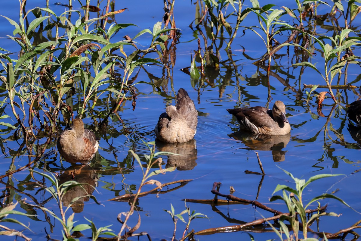 Plumed Whistling-Duck - ML620693159