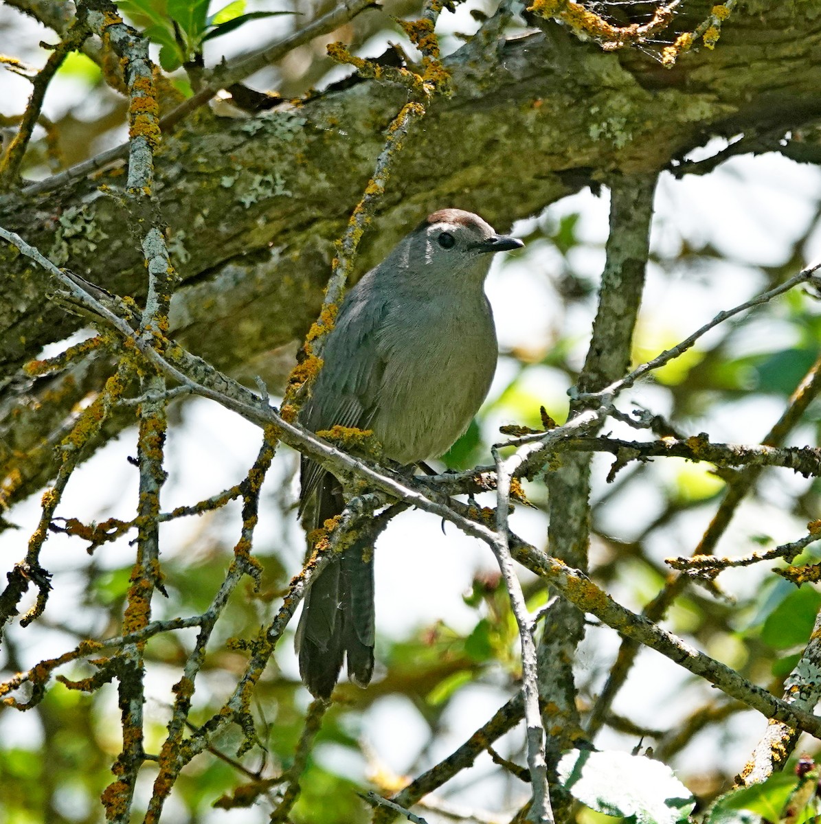 Gray Catbird - ML620693161