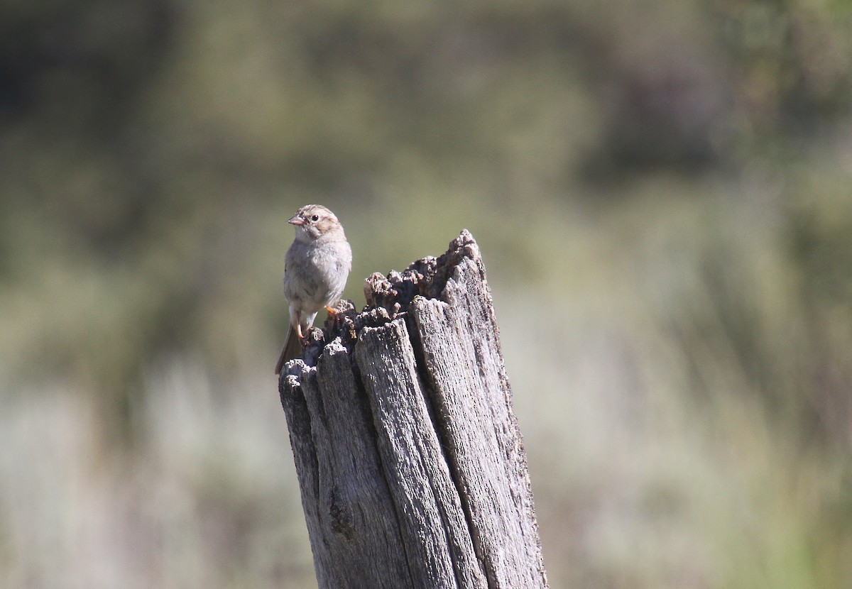 Brewer's Sparrow - ML620693162