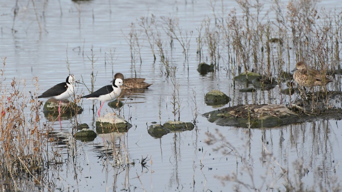 Pied Stilt - ML620693163