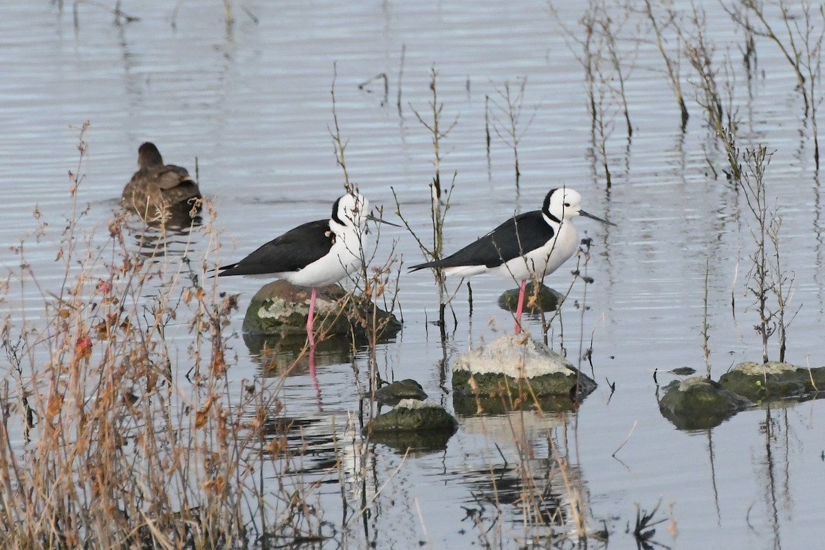 Pied Stilt - ML620693165