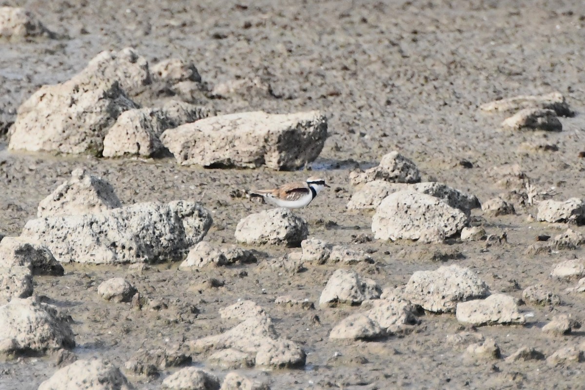 Black-fronted Dotterel - ML620693166