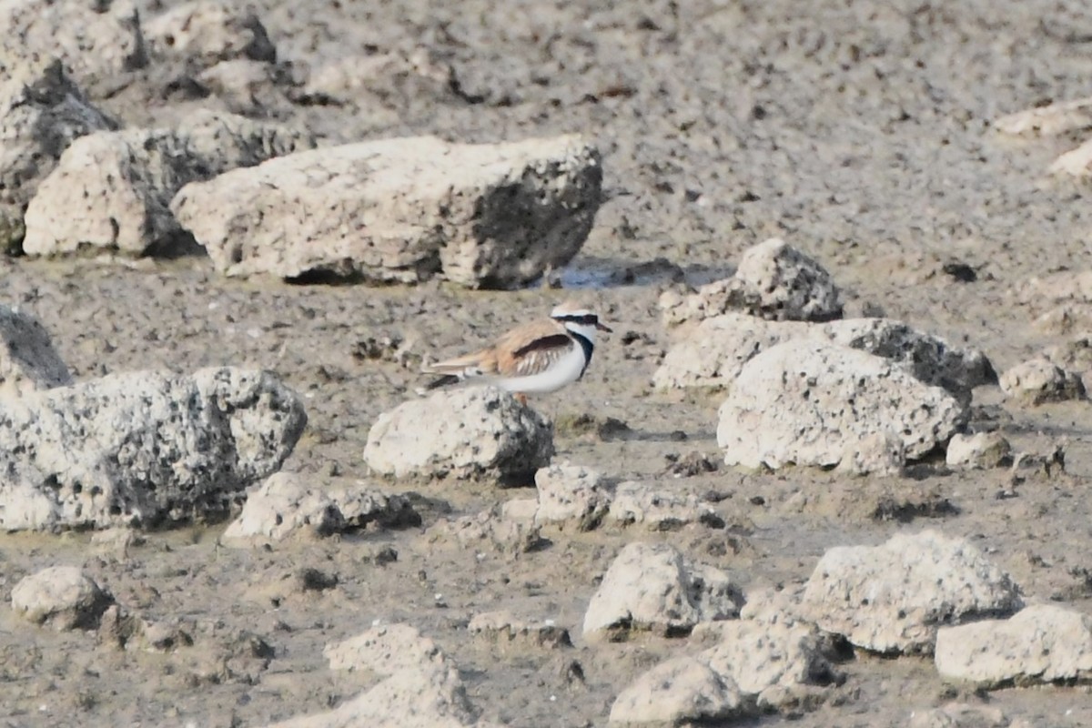 Black-fronted Dotterel - ML620693168