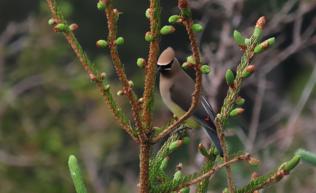 Cedar Waxwing - ML620693169