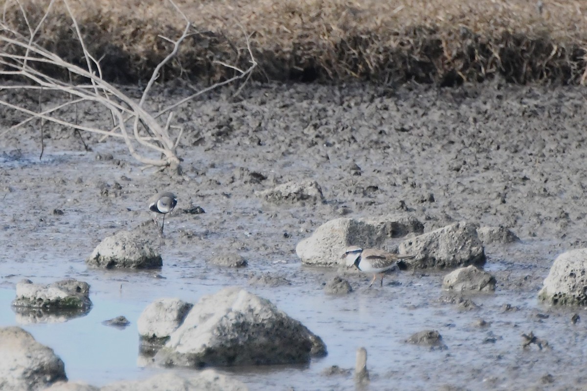 Black-fronted Dotterel - ML620693170