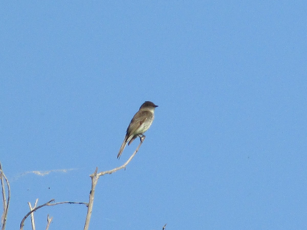 Eastern Phoebe - Felice  Lyons