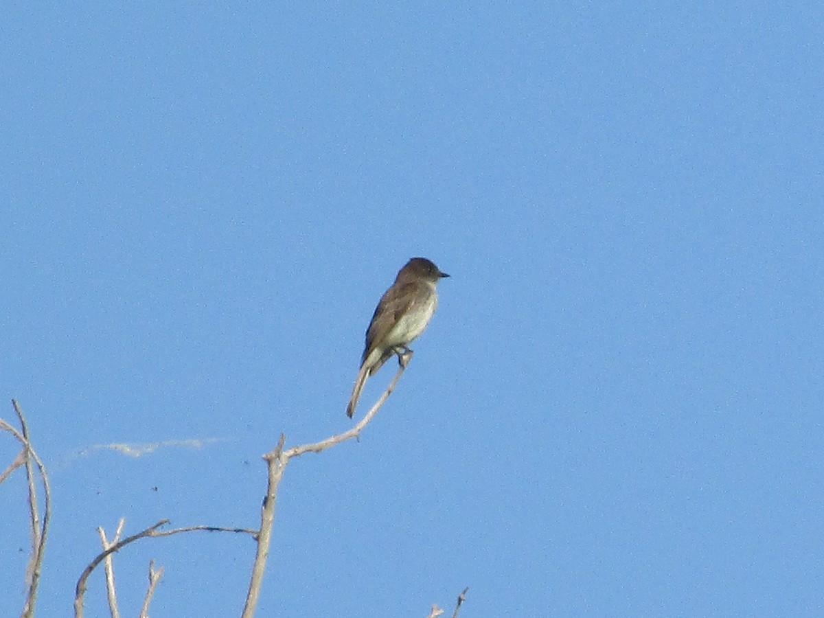 Eastern Phoebe - ML620693172