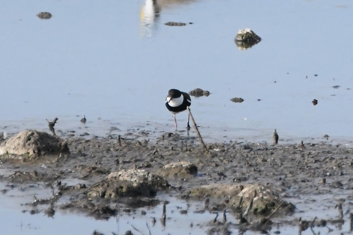 Red-kneed Dotterel - ML620693174