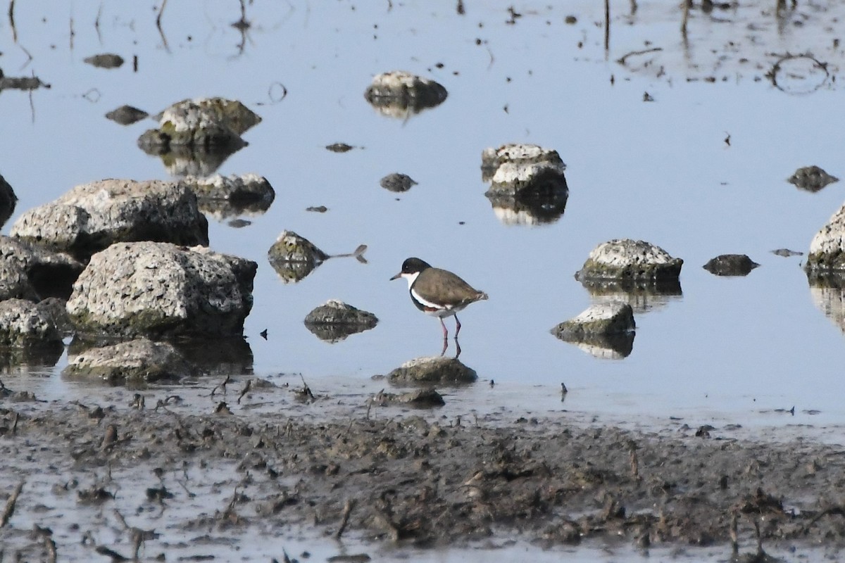 Red-kneed Dotterel - ML620693175