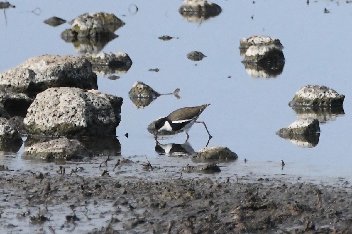 Red-kneed Dotterel - ML620693180