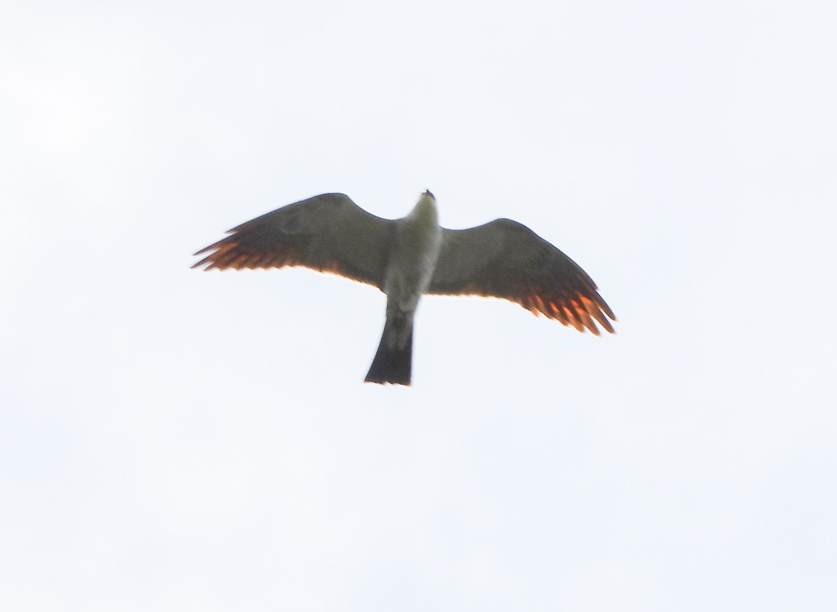 Mississippi Kite - ML620693181