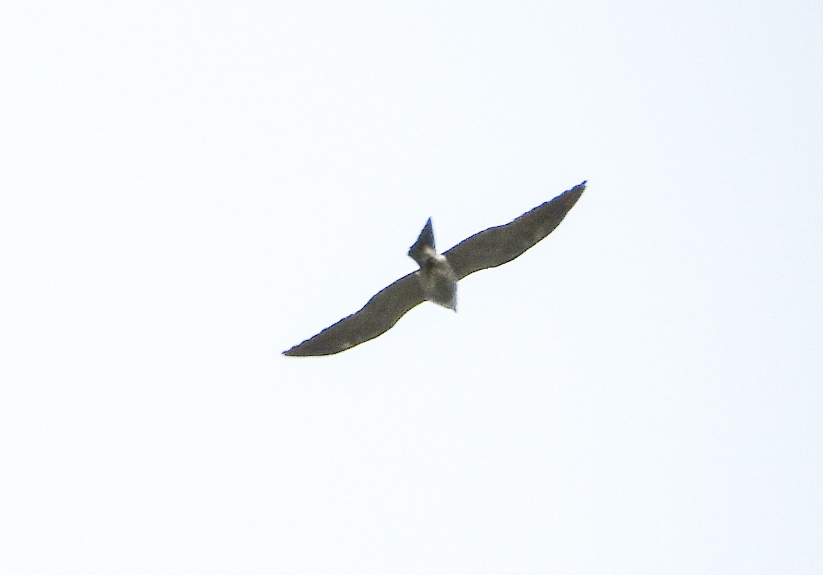 Mississippi Kite - ML620693182