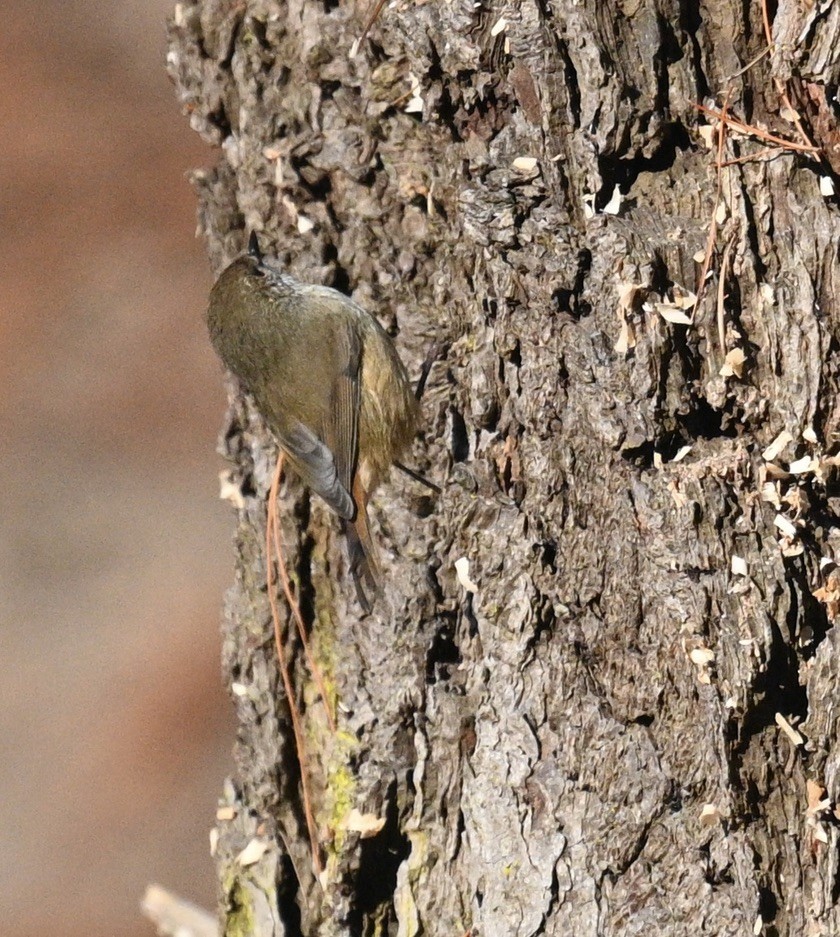 Brown Thornbill - ML620693183