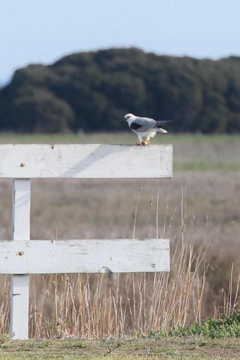 Black-shouldered Kite - ML620693185