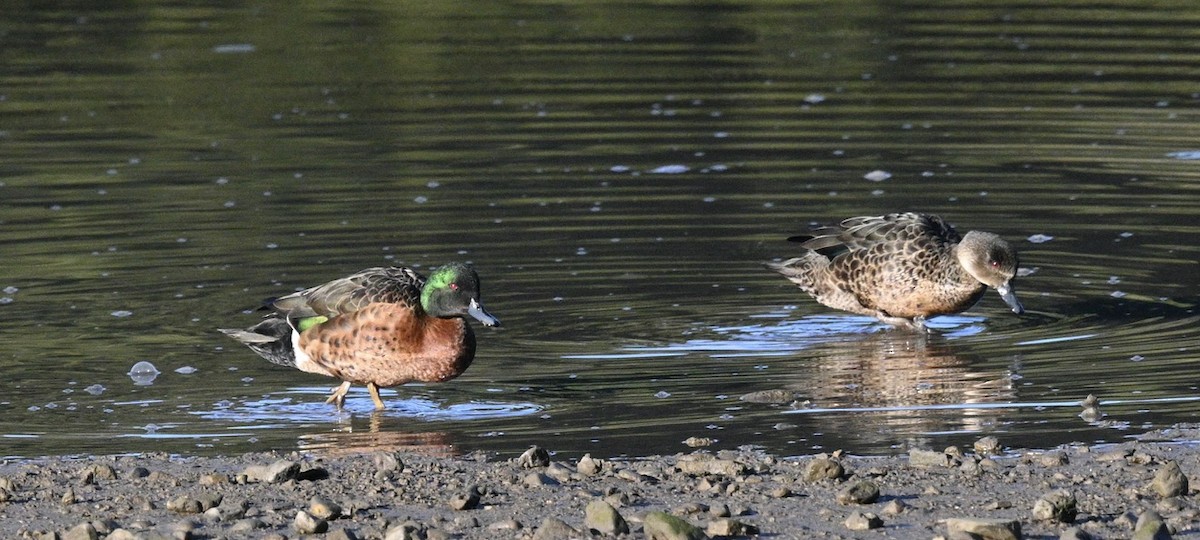 Chestnut Teal - Snotty Foster