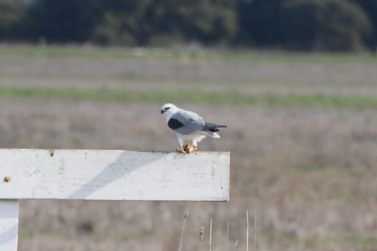 Black-shouldered Kite - ML620693187