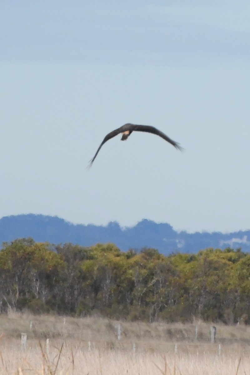 Swamp Harrier - ML620693189