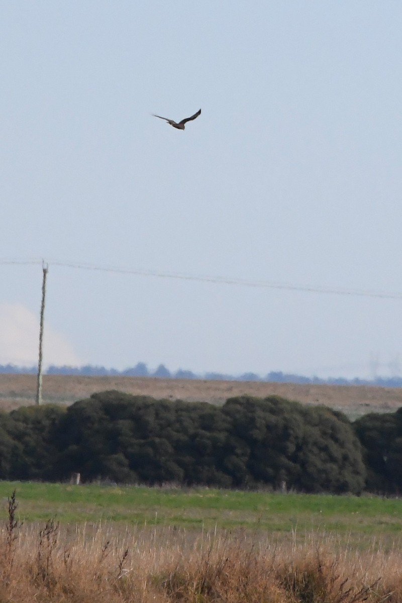 Swamp Harrier - ML620693192