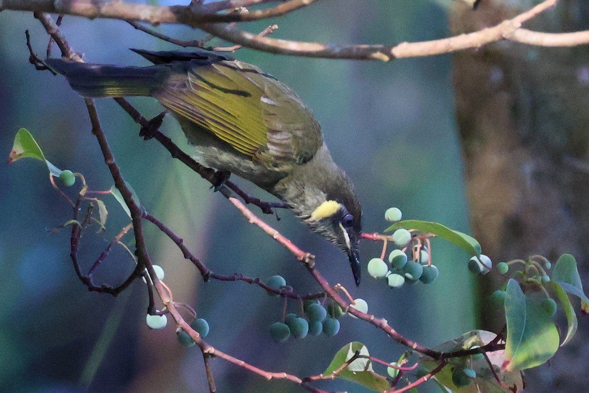 Lewin's Honeyeater - ML620693195