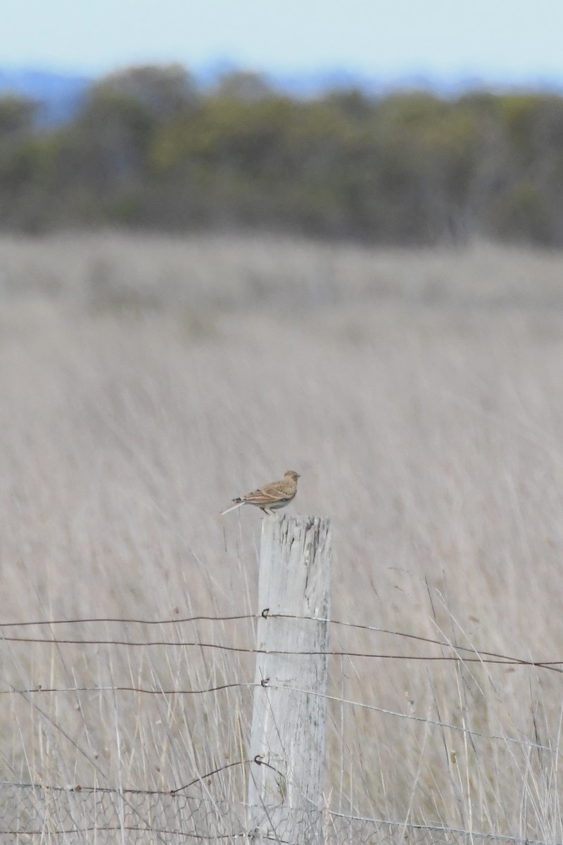 Eurasian Skylark (European) - ML620693197