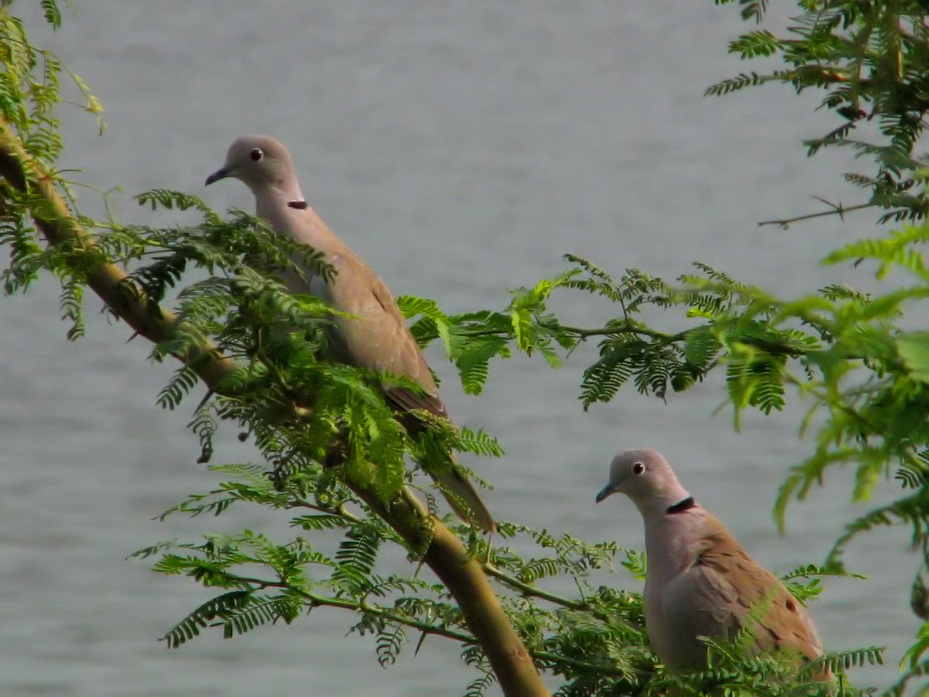 Eurasian Collared-Dove - ML620693199