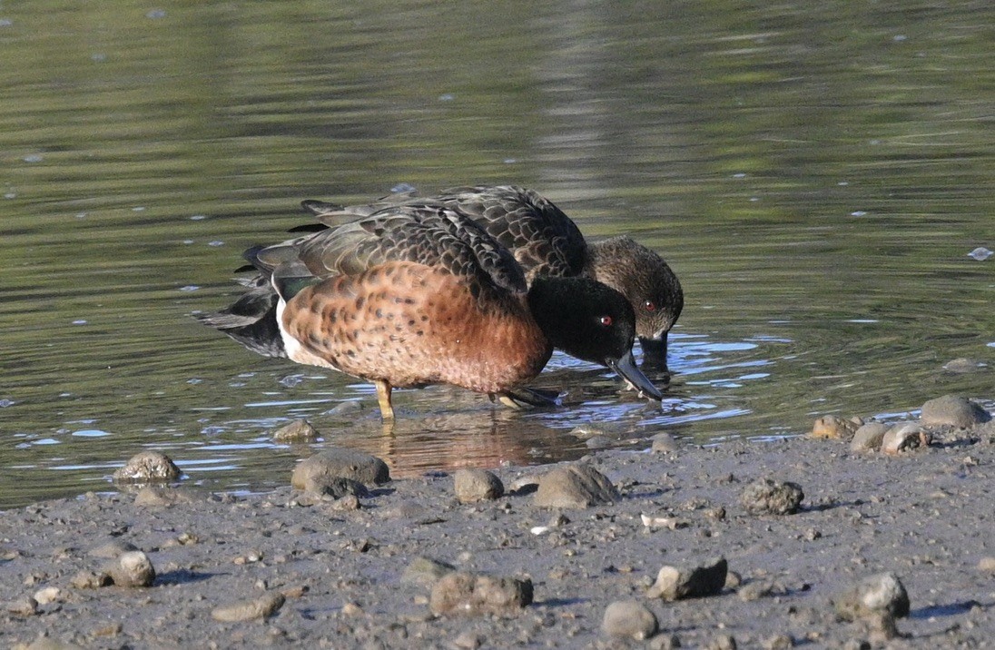 Chestnut Teal - ML620693201