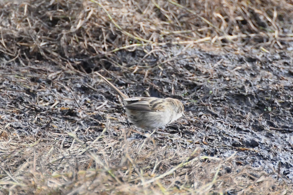 Little Grassbird - ML620693203