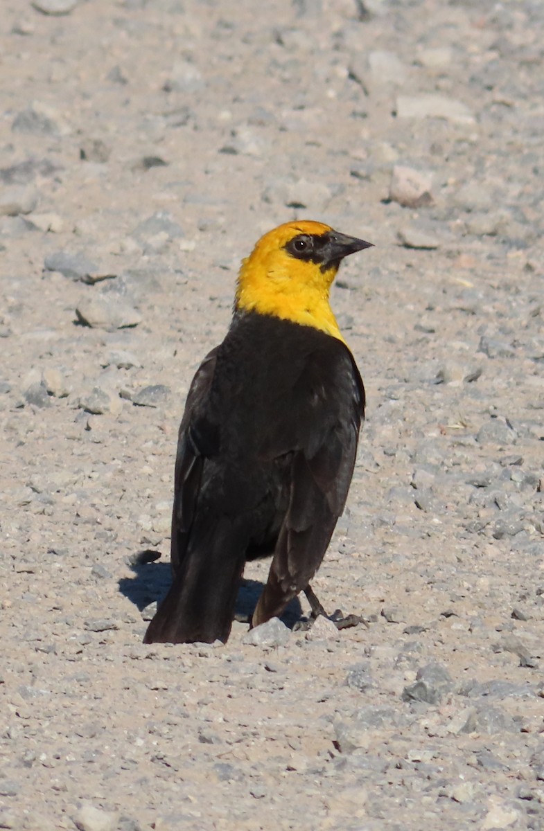 Yellow-headed Blackbird - ML620693205