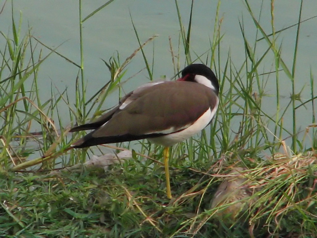 Red-wattled Lapwing - ML620693207